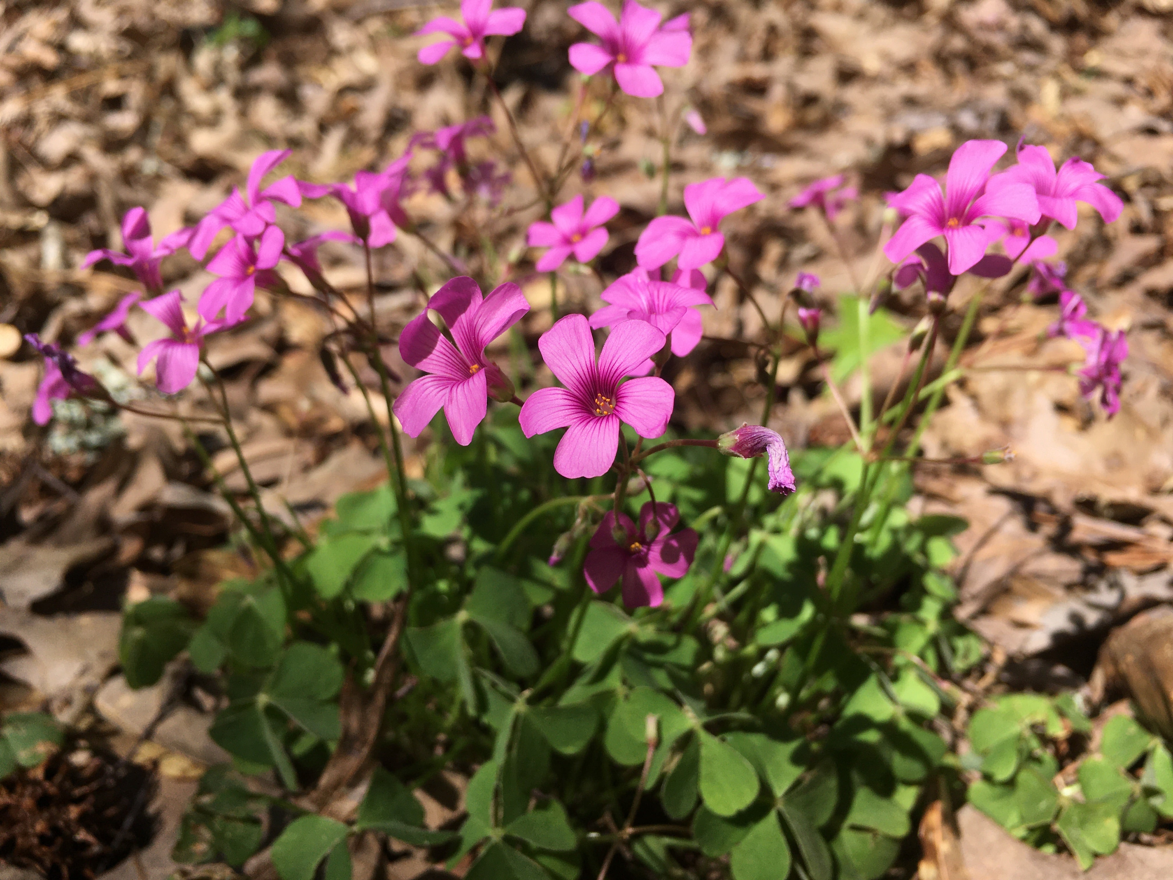 violet wood sorrel  [alt text – hot pink wildflowers with bright green, clover-shaped leaves, contrasting a background of brown leaves